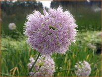 Allium nutans