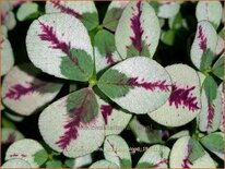 Trifolium repens 'Dragon's Blood'