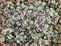 Trifolium repens 'Dragon's Blood'