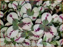 Trifolium repens 'Dragon's Blood'