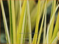 Acorus gramineus 'Oborozuki'