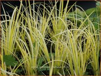 Acorus gramineus 'Oborozuki'
