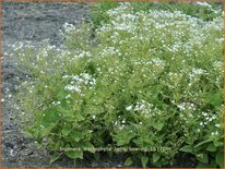 Brunnera macrophylla 'Betty Bowring'
