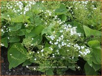Brunnera macrophylla 'Betty Bowring'