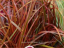 Uncinia rubra &#39;Everflame&#39;