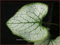 Brunnera macrophylla 'Silver Spear'