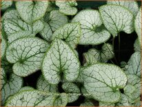 Brunnera macrophylla 'Silver Spear'
