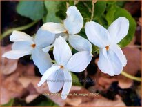 Viola odorata 'Reine de Neiges'
