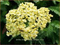 Achillea millefolium 'Sunny Seduction'