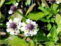 Phyla nodiflora 'Summer Pearls'