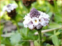 Phyla nodiflora 'Summer Pearls'