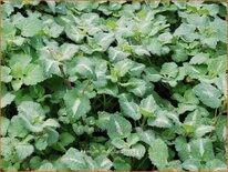 Lamium maculatum