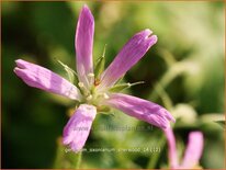 Geranium oxonianum 'Sherwood'