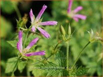 Geranium oxonianum 'Sherwood'
