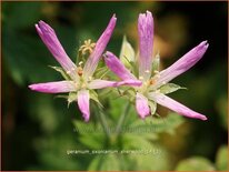 Geranium oxonianum 'Sherwood'