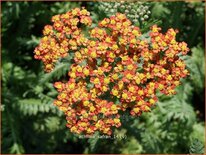 Achillea 'Safran'