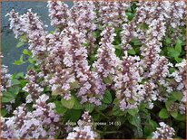 Ajuga reptans 'Rosea'