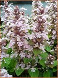 Ajuga reptans 'Rosea'