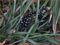 Liriope muscari