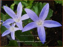Campanula poscharskyana 'Blauranke'