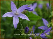 Campanula poscharskyana 'Blauranke'