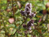 Mentha piperita
