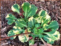 Saxifraga urbium 'Variegata'