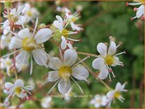 Saxifraga urbium 'Variegata'