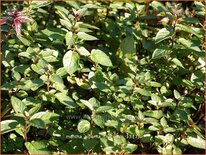 Mentha piperita 'Chocolate'
