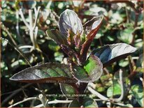 Mentha piperita 'Chocolate'