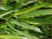 Hakonechloa macra 'Beni-Kaze'