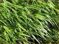 Hakonechloa macra 'Beni-Kaze'