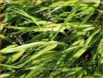 Hakonechloa macra 'Sunny Delight'