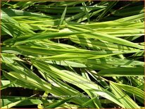 Hakonechloa macra 'Sunny Delight'