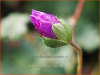 Geranium sanguineum 'Inverness'