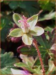 Geranium sanguineum 'Inverness'