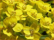 Aurinia saxatilis