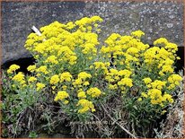Aurinia saxatilis