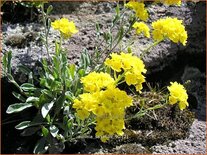 Aurinia saxatilis