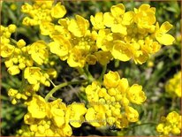 Aurinia saxatilis