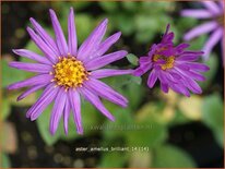Aster amellus 'Brilliant'