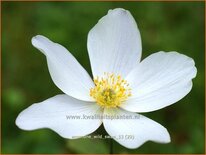 Anemone 'Wild Swan'