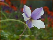 Anemone 'Wild Swan'