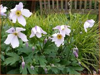 Anemone 'Wild Swan'