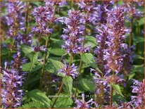 Agastache 'Purple Haze'