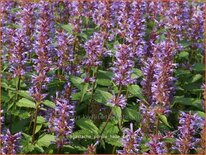 Agastache 'Purple Haze'