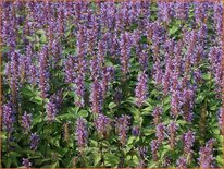 Agastache 'Purple Haze'