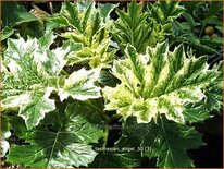 Acanthus 'Tasmanian Angel'