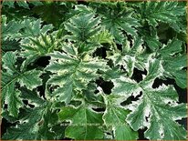 Acanthus 'Tasmanian Angel'