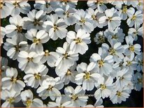 Achillea filipendulina &#39;Heinrich Vogeler&#39;
